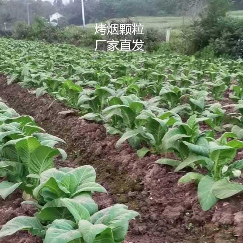 廠家直銷烤煙顆粒 高熱值木質顆粒 燃料棒 直發湖南郴州 永州邵陽