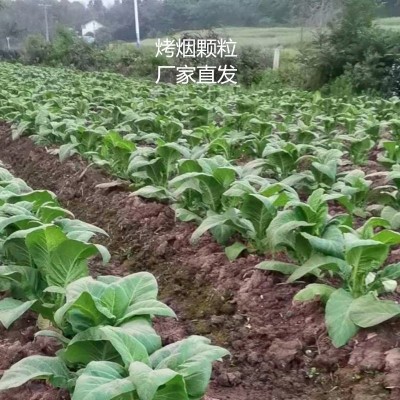 廠家直銷烤煙顆粒 高熱值木質顆粒 燃料棒 直發湖南郴州 永州邵陽